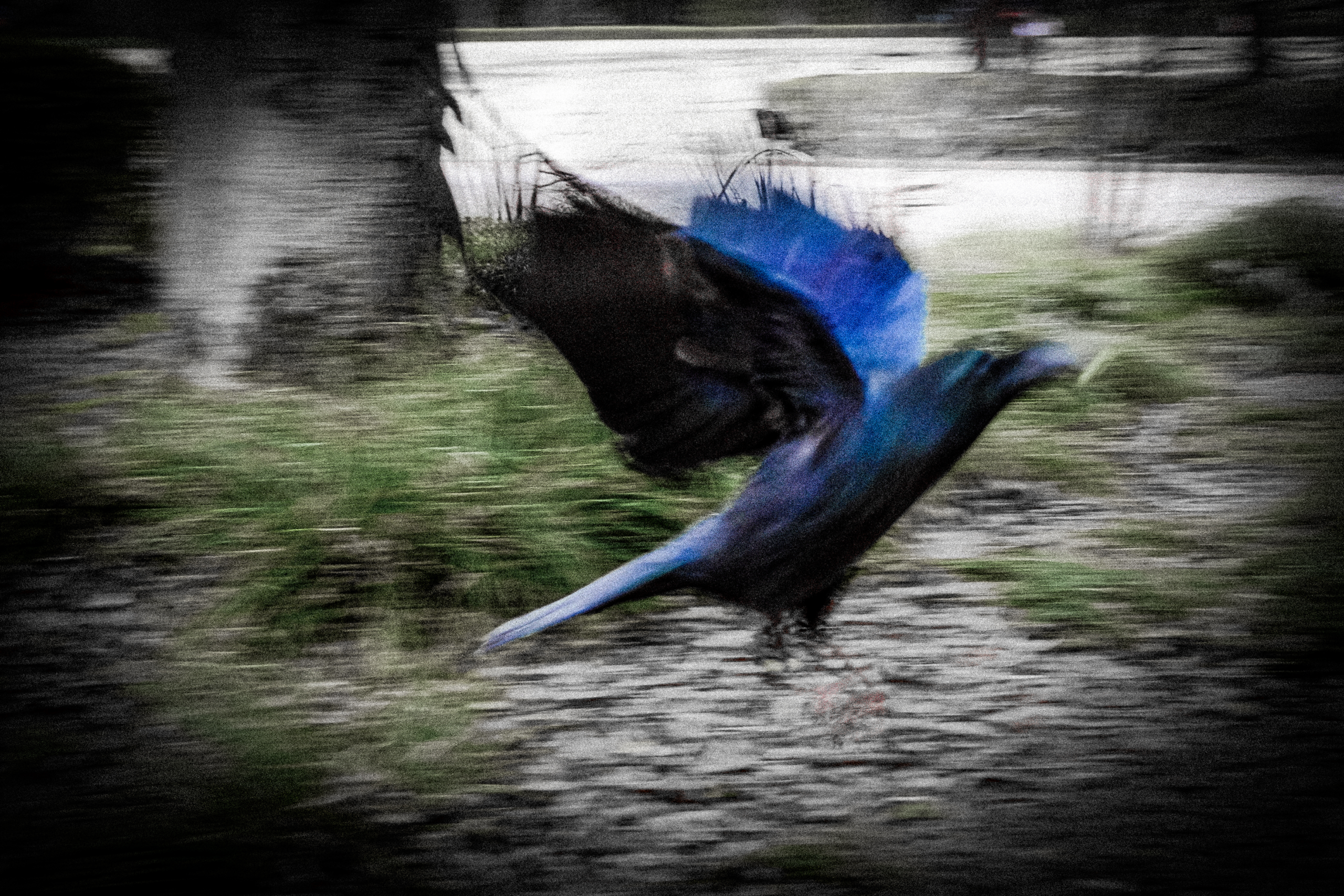 GRACKLE SHAKE FALL